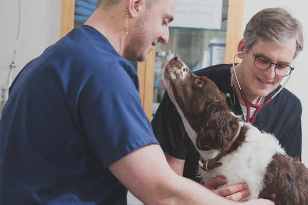 Vet examining dog