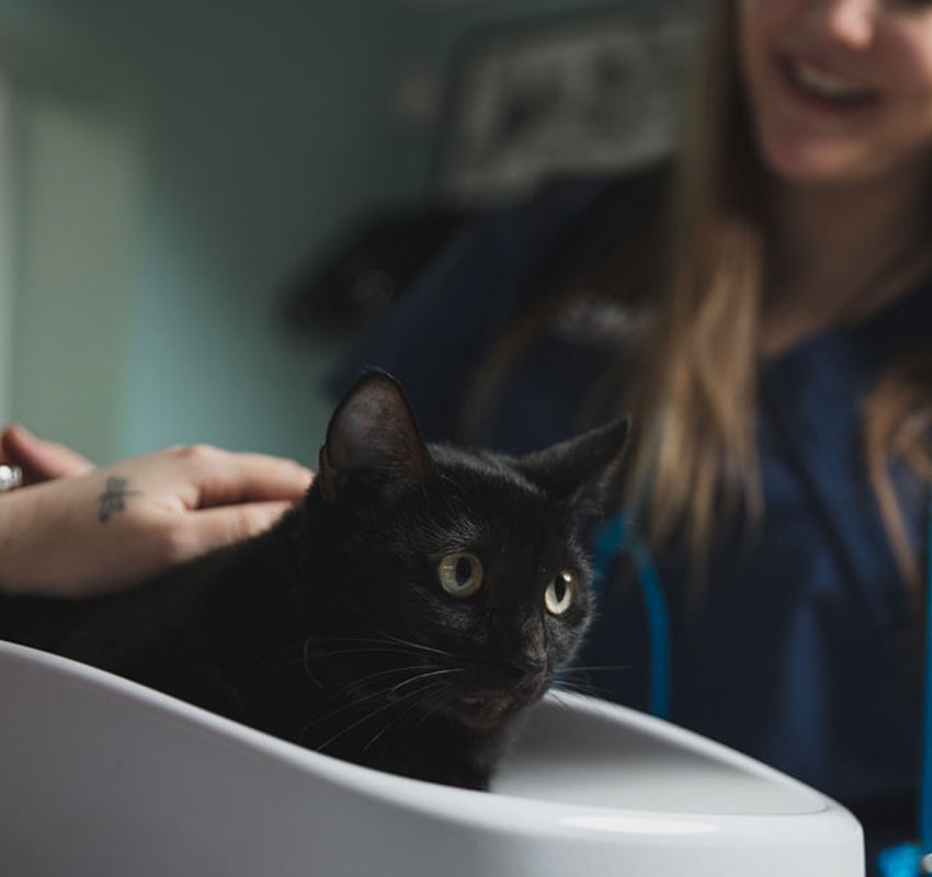 Cat Clinic - Vet In Columbia | Shandon-Wood Animal Hospital