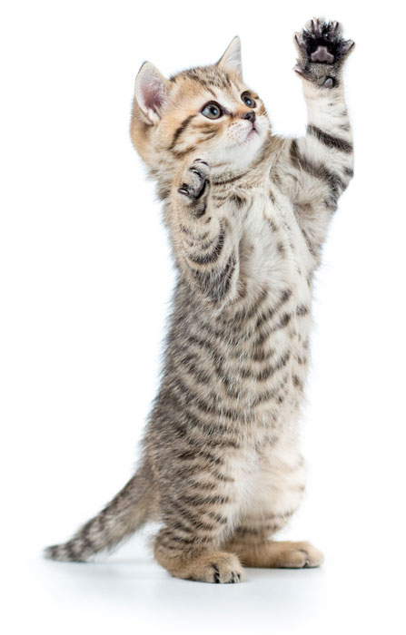 playful scottish cat kitten looking up